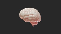 Human Brain body, organ, anatomy, brain, organic, system, science, head, anatomical, internal, nervous, cerebellum, cortex, orga, cord, spinal, lobe, pons, cerebrum, medulla, medical, human, zygoteinternal, zygote