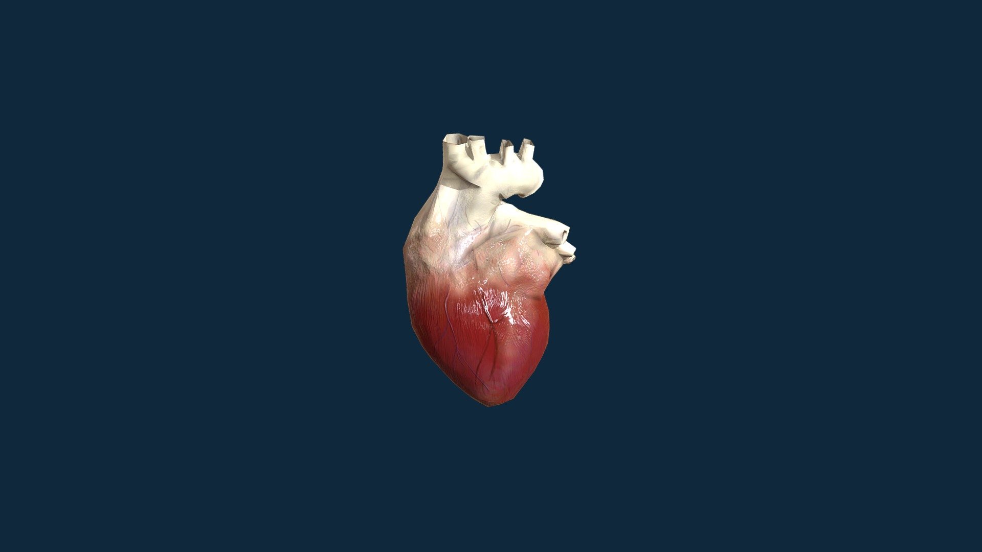 Anatomic model of a human heart
Animated Mesh
AR/VR ready model
2048x2048 Diffuse and Normal Maps
1213 tris
 - Human Heart Animated - Buy Royalty Free 3D model by FunkyRock 3d model
