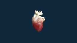 Human Heart Animated heart, augmentedreality, virtualreality, humananatomy, lowpolymodel, humanheart, lowpoly, augmented-reality, medical-education