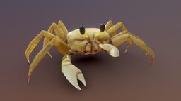 Ghost Crab small, crab, sand, claws, sun, beach, sea, ocypode