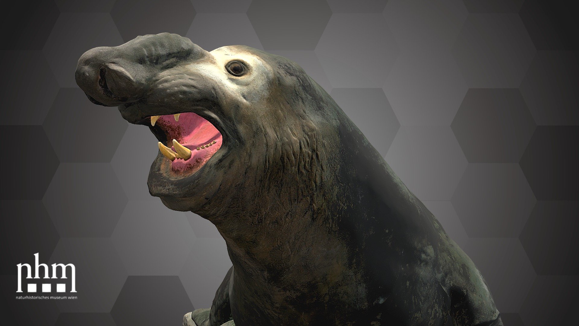 3D scan of the southern elephant seal, Mirounga leoninae. This specimen is from the Falkland Islands in the South Atlantic Ocean and became part of the collection of the NHM Vienna in 1901. Very few museums own a specimen this large, even fewer have one that is more than 100-years-old! 

The southern elephant seal is Number 86 of the NHM Top 100 and can be found in Hall 34 of the NHM Vienna next to Steller’s sea cow.

Specimen: Mirounga leoninae (Linnaeus, 1758)

Inventory number: NHMW-Zoo-MAMM 18460

Collection: Natural History Museum Vienna, 1st Zoological Dept., Mammal Coll. (curator: Frank E. Zachos)

Find out more about the NHMW here.

Scanned and edited by Anna Haider &amp; Viola Winkler (NHM Wien)

Scanner: Artec Leo. Infrastructure funded by the FFG 3d model