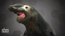 Southern Elephant Seal (NHMW-Zoo-MAMM 18460)
