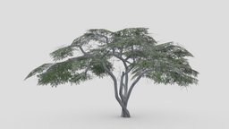 Acacia Tree-S18 tree, acacia, 3d-acacia, lowpoly-acacia