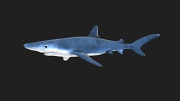 Blue Shark shark, fish, fishing, underwater, animals, ocean, aquatic, nature, seafood, blueshark, animal, sea