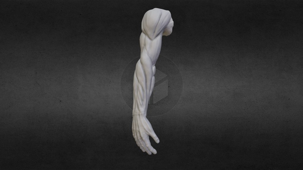 Anatomy study of the arm's muscles 3d model