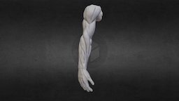 Arm Anatomy arm, muscles, zbrush
