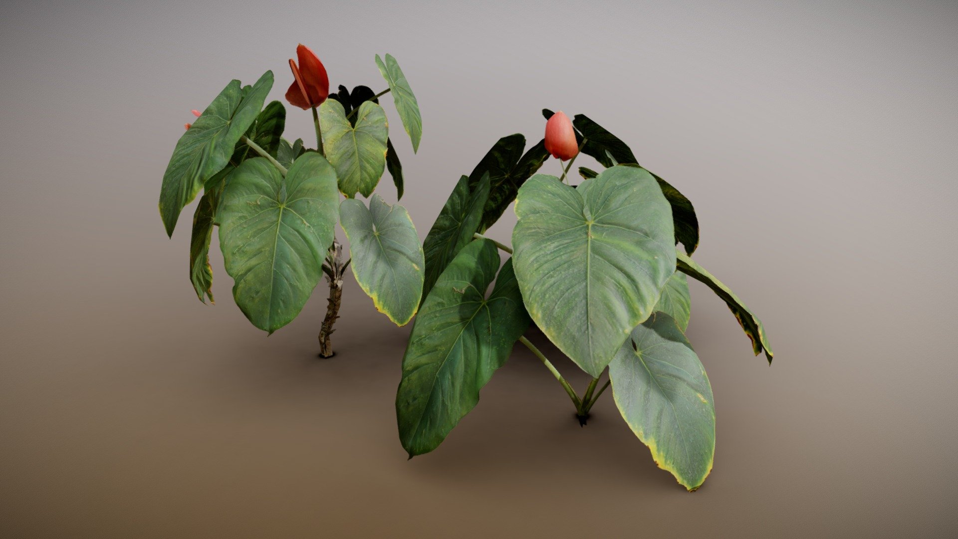 Details

Low poly Asset

4 Variations

Game Ready

Textures are 4K resolution

LODs included

Maps Sample: https://imgur.com/7mlFNgR

New Sample Project: https://www.artstation.com/artwork/3omgWg

Note: Wet leaves are just for presentation - Anthurium Plant - Buy Royalty Free 3D model by Paul (@nathan.d1563) 3d model