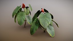 Anthurium Plant plant, lod, tropical, ground, natural, foliage, nature, game-ready, environment-assets