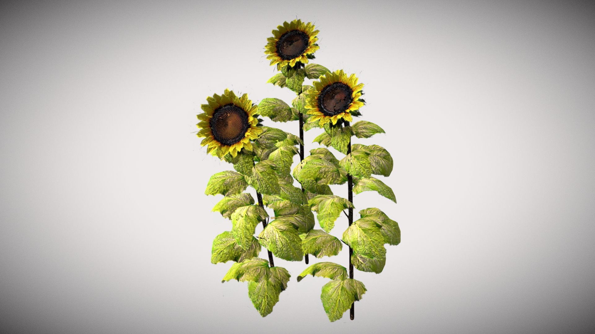 PBR Specular/Glossiness - Full Set Only One Material 4k

 Diffuse

 Gloss

 Normal

 Specular 
* Ambient Occlusion

 Opacity

 IDs Map - Sunflowers - Buy Royalty Free 3D model by Francesco Coldesina (@topfrank2013) 3d model