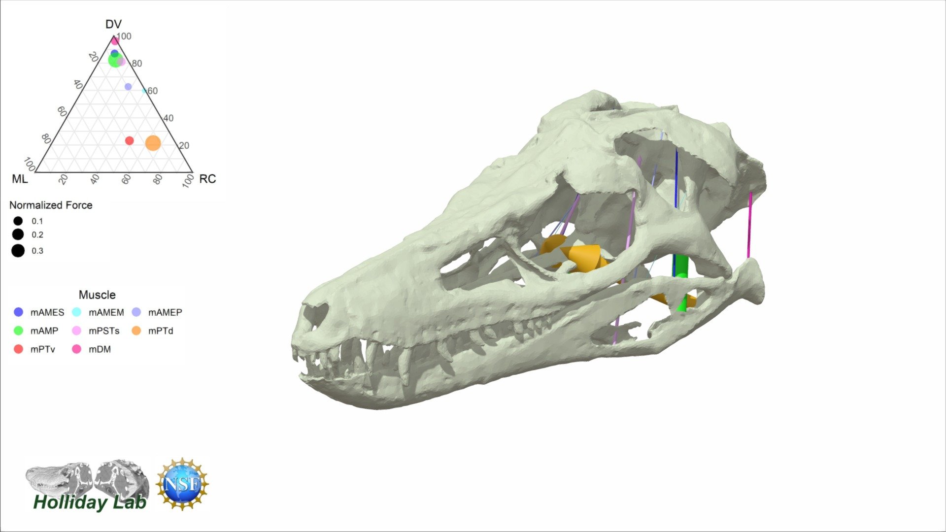 This 3D model of the terrestrial, predatory Sphenosuchian Junggarsuchus sloani (IVPP V14010), from the Middle Jurassic Shishugou Formation of Xinjiang, China, has largely vertically oriented temporal muscles like many of its crocodylomorph ancestors.  Read more on how the evolution of skull shape in crocodilians affected jaw muscle function in Sellers et al (2022) in in Anatomical Record: https://doi.org/10.1002/ar.24912. The original descriptions of this exquisite fossil can be found here: doi:10.1038/nature02802 with thanks to Jim Clark (GWU) and Xu Xing (IVPP) for sharing the data. Thanks to National Science Foundation 1631684 for supporting the work 3d model