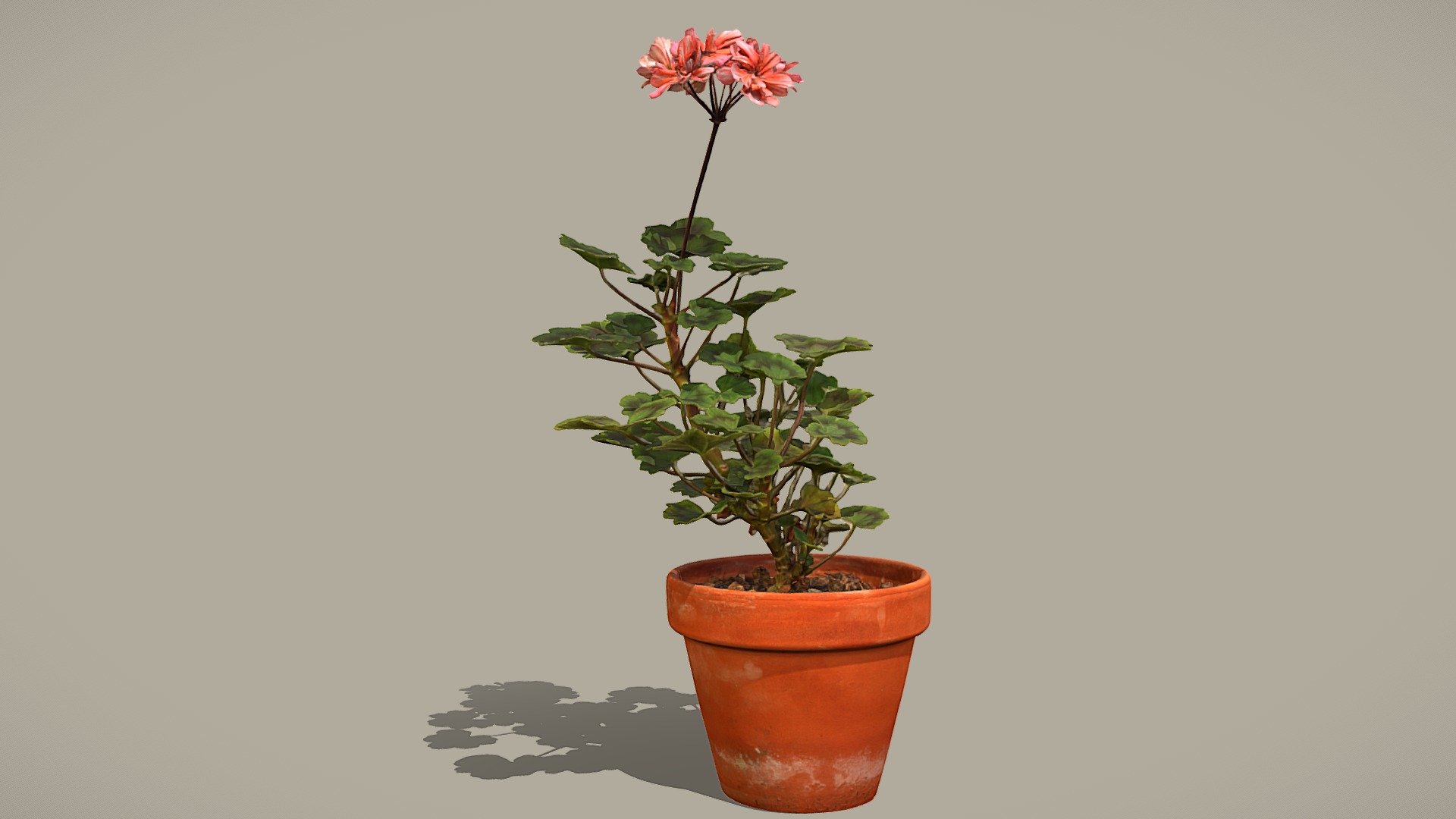 China doll Pelargonium.

Model includes 8k diffuse map, 4k normal map, 4k ambient occlusion map and an additional lowpoly version of the plant (60k)

Photos taken with A7Riv + 3x D5300 + various lenses

Processed with Metashape + Blender + Instant meshes - Pelargonium - Buy Royalty Free 3D model by Lassi Kaukonen (@thesidekick) 3d model