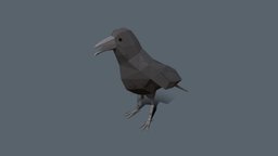 Raven Animation bird, b3d, raven, lowpoly, blender3d, animal, animation