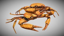 Carcinoplax Suruguensis crab, ocean, unwrap, carcinoplax-suruguensis, pbr, sea