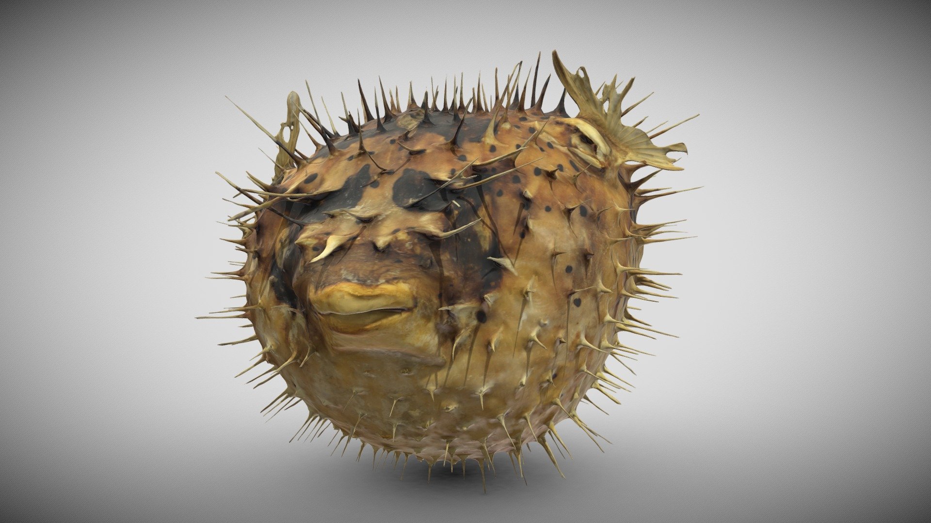 Upon request, we scanned this 40yrs old pufferfish.

Please leave a comment and visit us on our website https://meshfinder.de/ - Pufferfish (Photogrammetry) - Buy Royalty Free 3D model by Meshfinder 3d model