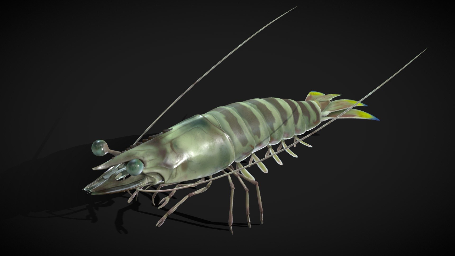 This is the Panaues Kerathurus, the Mediterranean shrimp, made for projection in a holographic screen for a Greek aquatic museum, a collaboration project with the company Comitech S.A 3d model