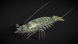 Panaeus Kerathurus prawn, shrimp, panaeus, kerathurus