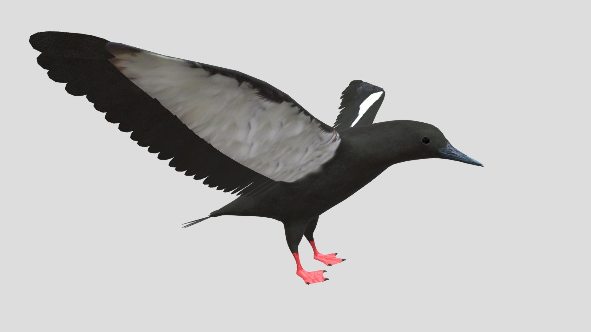 Digital 3d model of Black guillemot .

The product includes:
-All textures and materials are mapped in every format.
-Textures JPEG- color,normal,specular and roughness maps
-Texture size 4096 x 4096 pxls.
-No special plugin needed to open scene 3d model