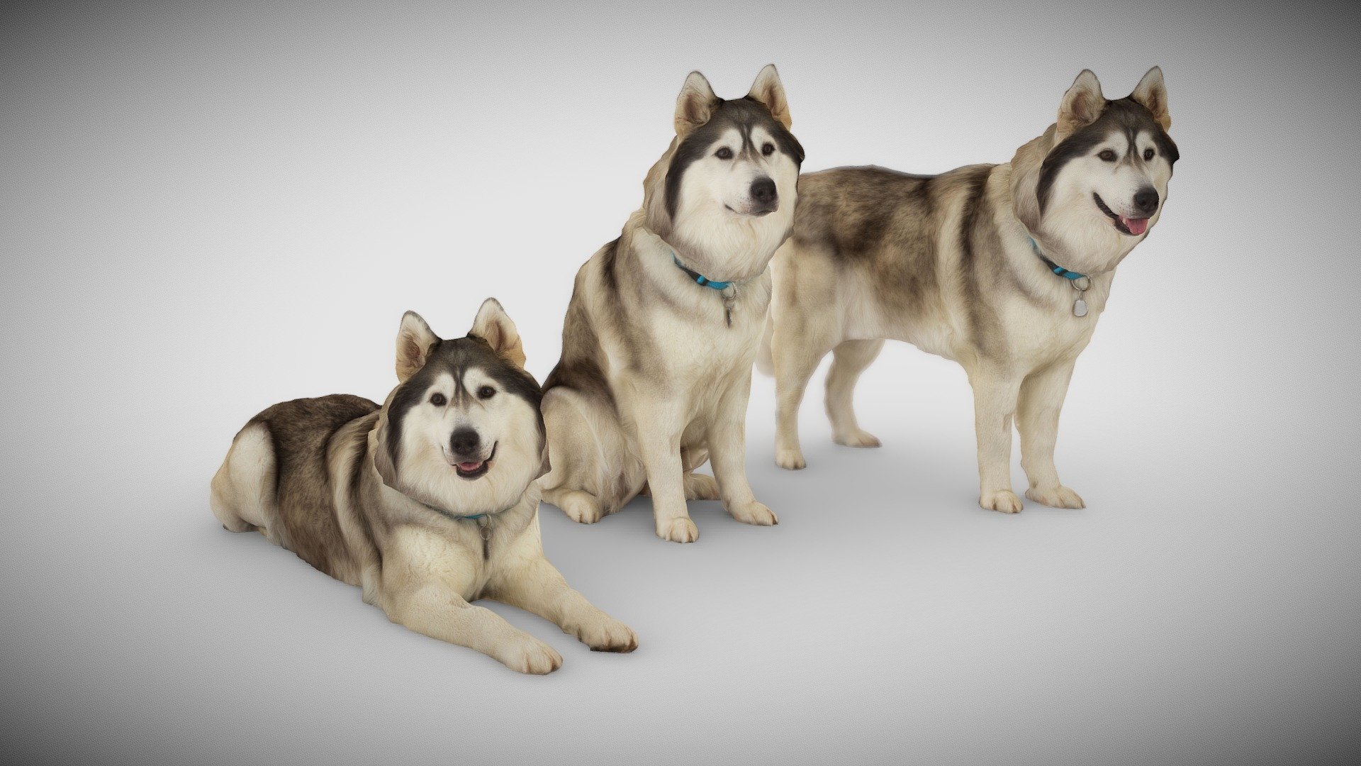 3D Scans of a very furry husky dog using photogrammetry technique, simplified polycount.




3 models à 50K triangles

4K DiffuseColorTextures

real scale

watertight

3D ScanService: https://www.optimission.de - DOG C Collection - Buy Royalty Free 3D model by Frank.Zwick (@Frank_Zwick) 3d model