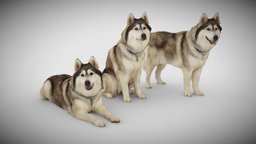 DOG C Collection dog, pet, ar, husky, photogrammetry, scan, 3dscan, animal, huskydog