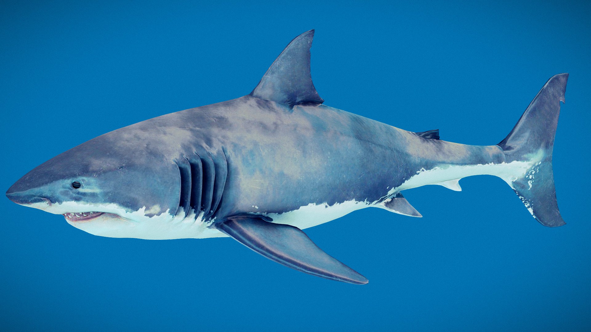Swiming Great White Shark Animated
fbx file format - Great White Shark Animated - 3D model by monstermod 3d model