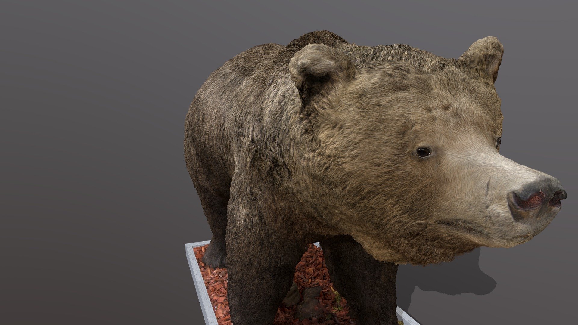 Brown Bear - 3D model by 4DRealism 3d model
