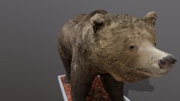 Brown Bear bear, animals, photogrametry, metashape, photoscan, photogrammetry, animal