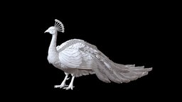 peacock bird, peacock, print, statue, sculptures, pheasant, art, sculpture, interior