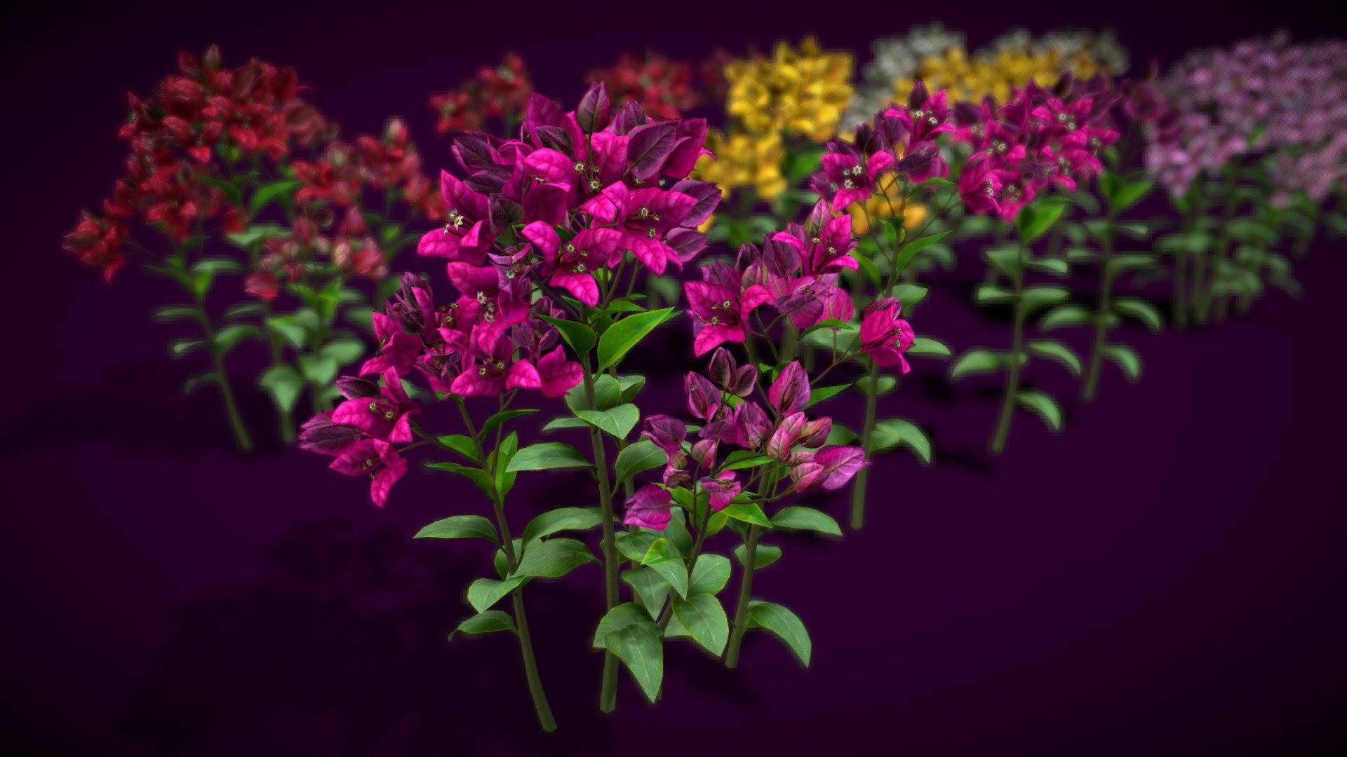 HIGH QUALITY Flower optimized for Unity game engine! 
Mobile Optimize Scene This is model 3D Flower Bougainvillea in the Big Pack (Cartoon Flower Colections) with over 5 types color!
All objects are ready to use in your visualizations. 
-1024x1024, texture maps 
-Poly Count : Average 189962polys /339032 tris/174299vert - Flower Bougainvillea - Buy Royalty Free 3D model by vustudios 3d model
