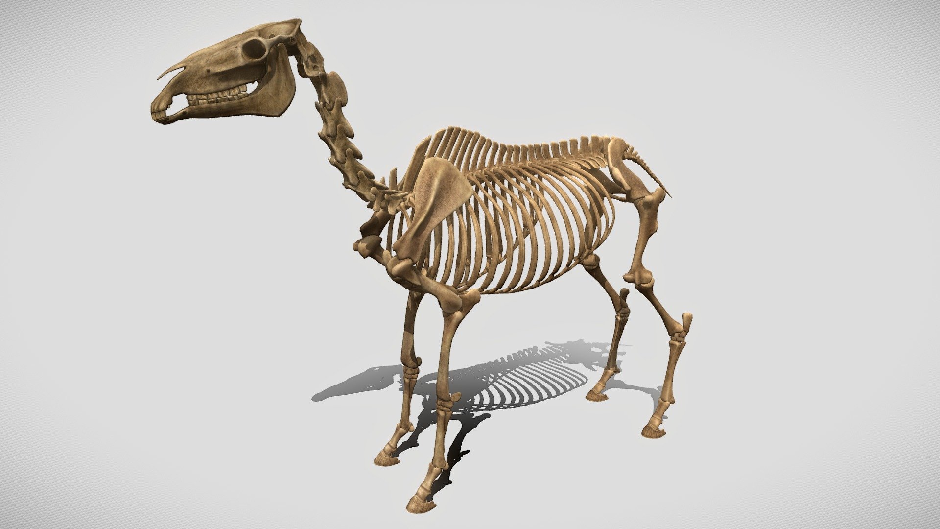 Horse Skeleton - 3D model by Sukirai 3d model