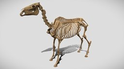 Horse Skeleton skeleton, horse