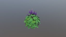 Lupine Plant