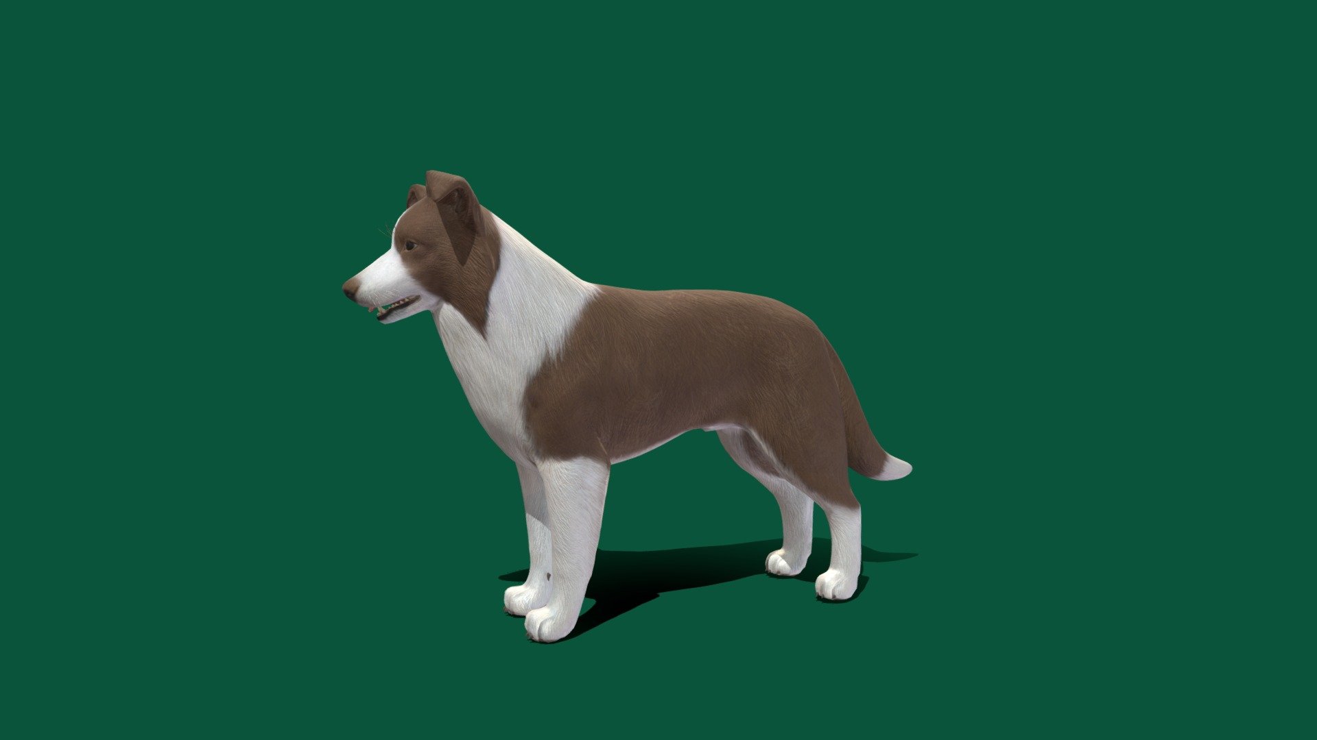 For Sale
The Border Collie is a Northumbrian breed of herding dog of medium size. Widely considered to be the most intelligent dog breed, they are descended from landrace sheepdogs once found all over the British Isles, but became standardised in the Anglo-Scottish border region - Border Collie - 3D model by Nyilonelycompany 3d model
