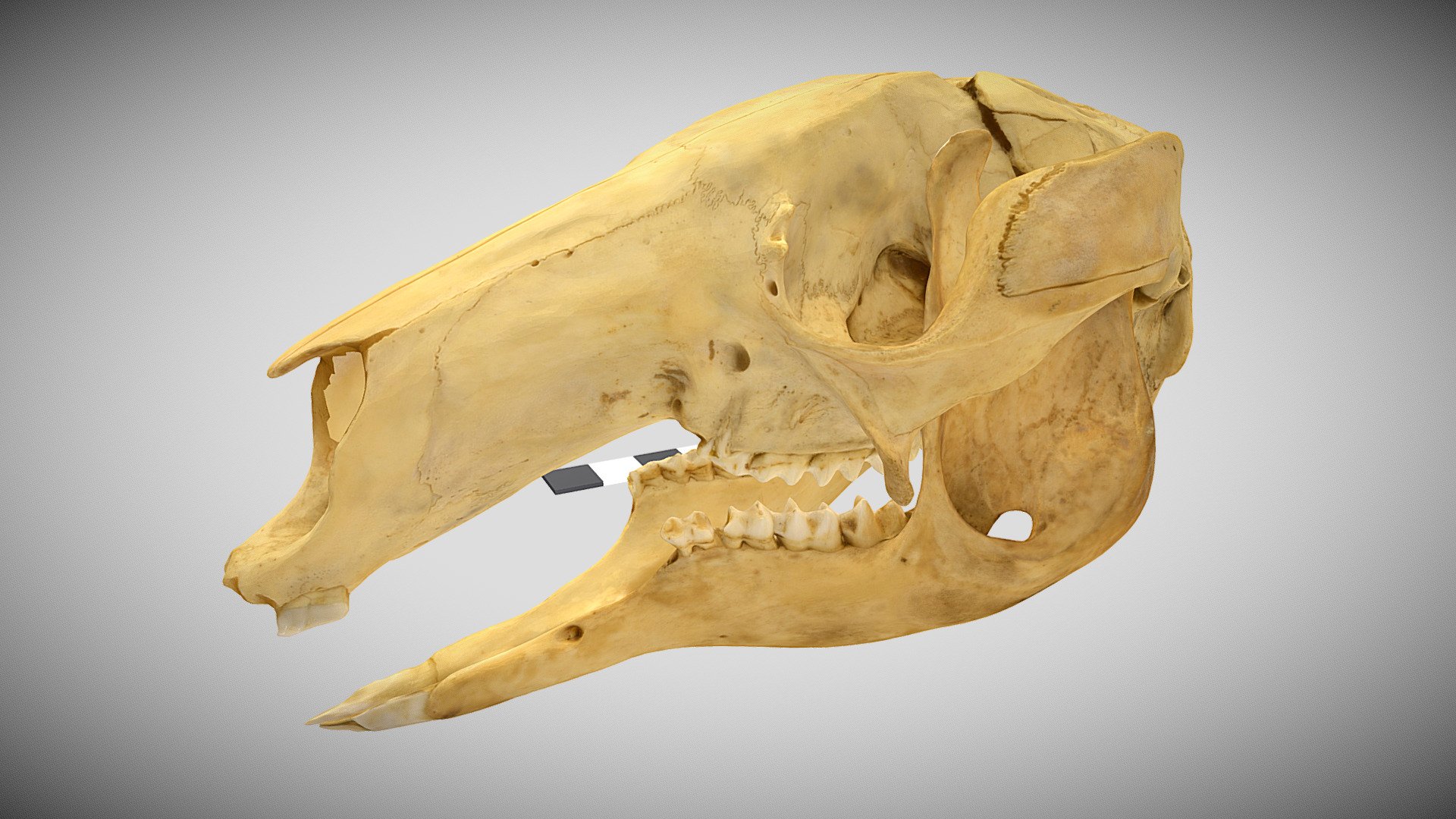 Grey kangaroo skull and jaw (Macropus giganteus; female), Clifton, Southeast Queensland, Australia 3d model