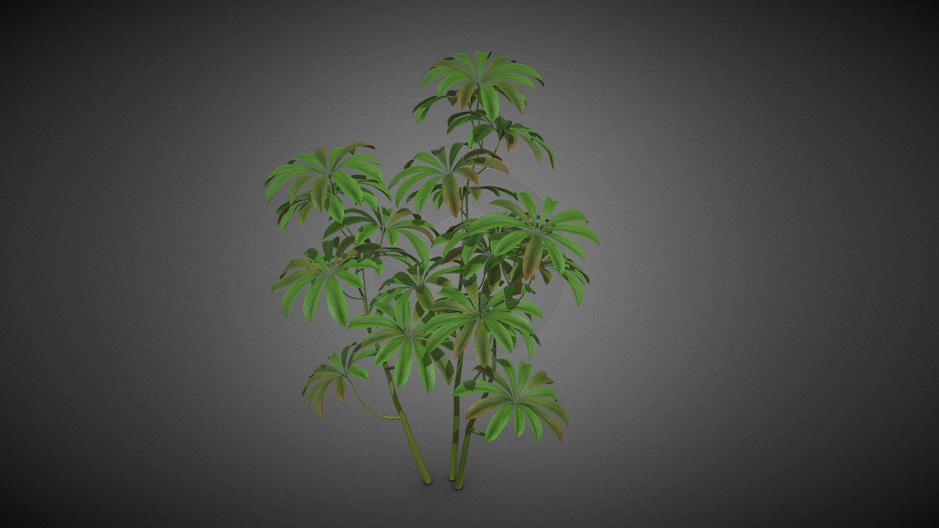 Shrub tree - Shrub tree - Buy Royalty Free 3D model by misitewang 3d model