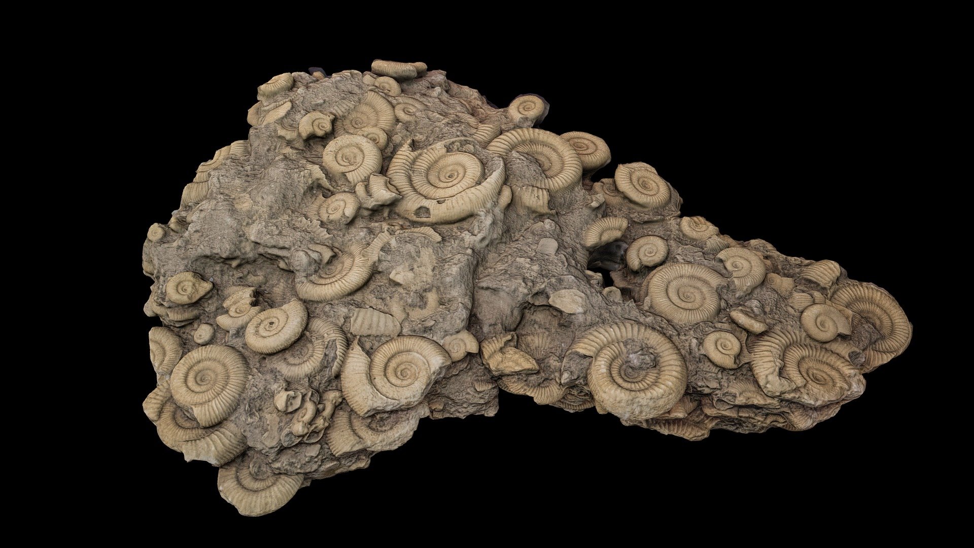 いわき市石炭化石館　ほるる
ダクテリオセラス(正常巻きアンモナイト)

時代：中世代ジュラ紀

産地：イギリス  

Ear : Jurassic period

Origin : UK

Collection in the Iwaki City Museum of Coal and Fossils(JP)

掲載確認済 - Ammonite - 3D model by Fuji (@fujisan) 3d model