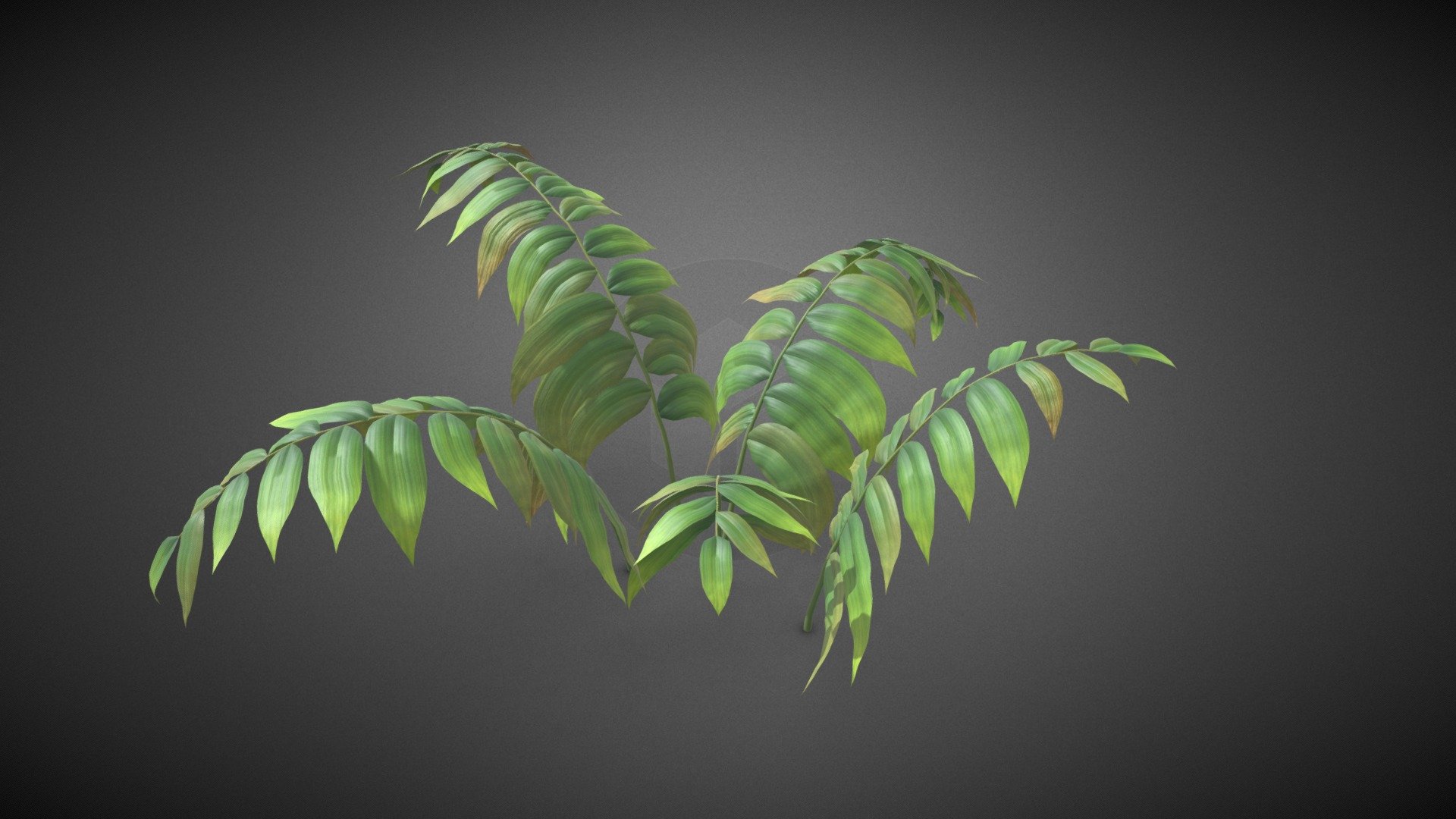 Ferns shrub plant - Ferns shrub plant - Buy Royalty Free 3D model by misitewang 3d model