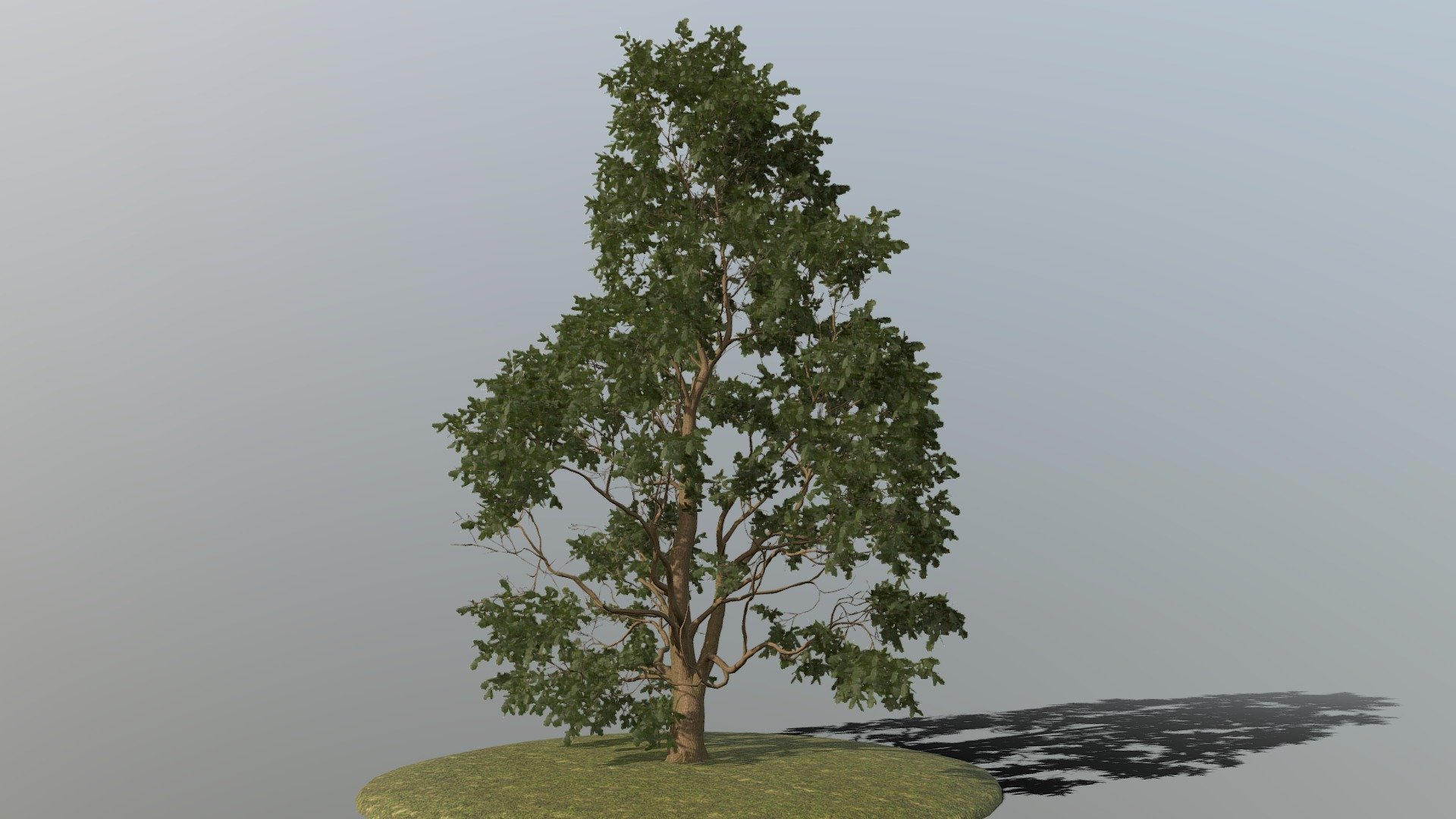 Detailed Description Info:


Model: Oak Tree


Media Type: 3D Model


Geometry: Quads/Tris


Polygon Count: 497176


Vertice Count: 862736


Textures: Yes


Materials: Yes


Rigged: No


Animated: No


UV Mapped: Yes


Unwrapped UV’s: Yes Mixed


|||||||||||||||||||||||||||||||||||


All branches are split out with their corresponding leaves enabling easy modification or rigging should it be required 3d model