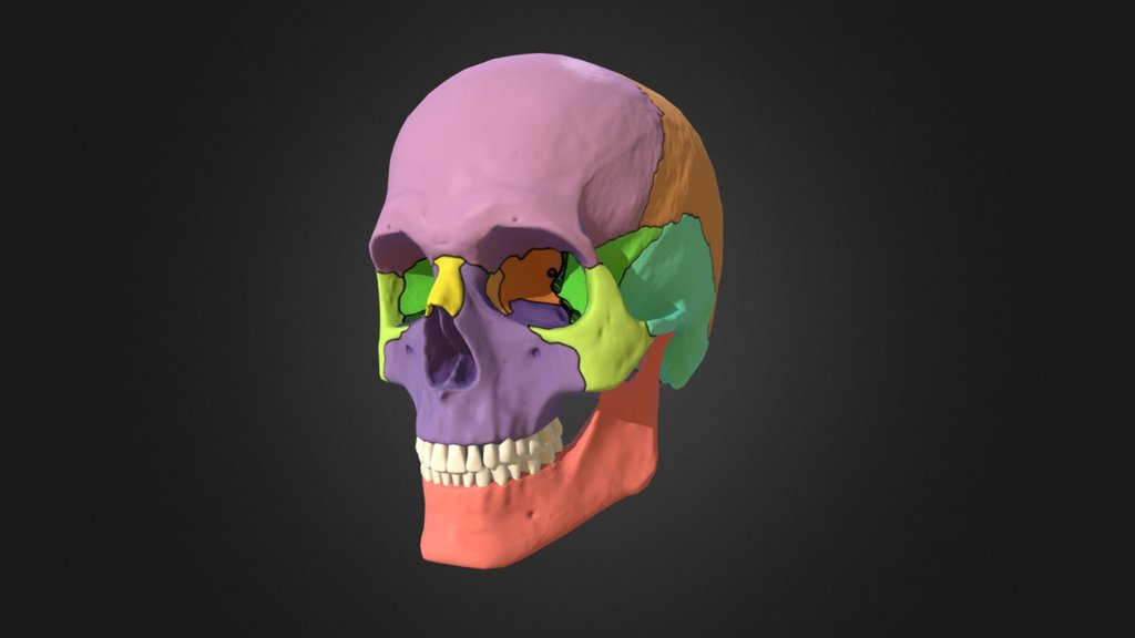 p02 Skull - 3D model by Anatomy Next (@a4s) 3d model