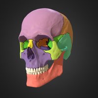 p02 Skull 