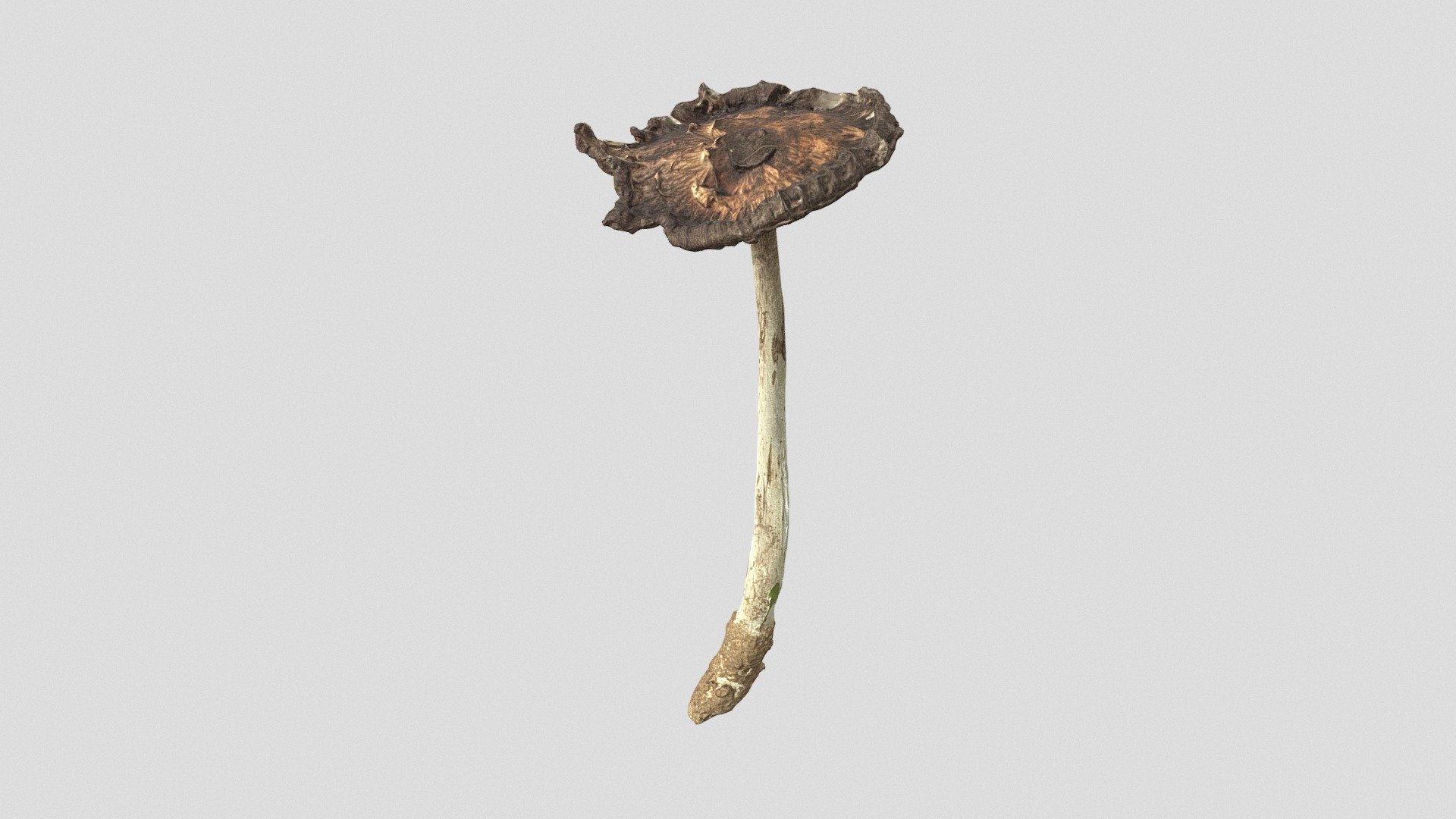 Photogrammetry scan of an old inc cap mushroom. Retopo made with max retopo tools. PBR textures at 8k 3d model