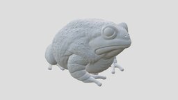 3D Anaxyrus forest, lake, frog, foot, toad, print, amphibian, prince