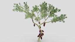 Cacao Tree( Brown Fruit)- 03 cacao-tree, 3d-cacaotree, lowpoly-cacao, 3d-lowpoly-cacao, cocoatree