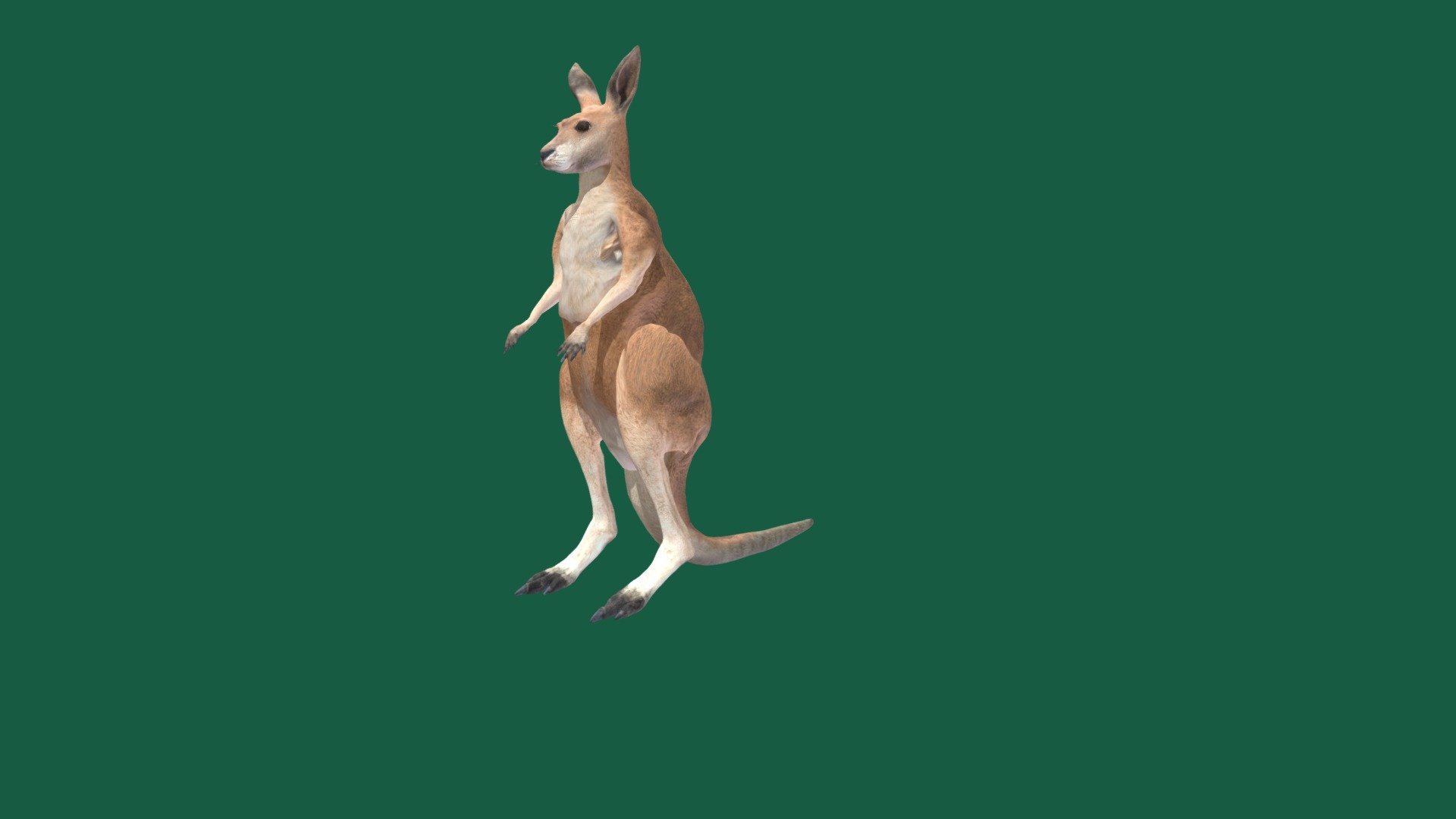Kangaroo_game_VR_Test
The kangaroo is a marsupial from the family Macropodidae. In common use the term is used to describe the largest species from this family, the red kangaroo, as well as the antilopine kangaroo, eastern grey kangaroo, and western grey kangaroo. Kangaroos are indigenous to Australia and New Guinea 3d model