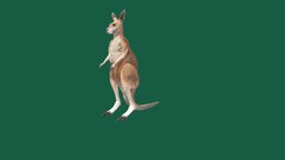 Kangaroo_VR_Game_V1(Test) animals, australia, vr, ar, wildlife, kangaroo, gameready, nyilonelycompany
