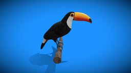 Toucan bird, palette, nature, feathers, beak, colorful, toucan, animal, animation, animated