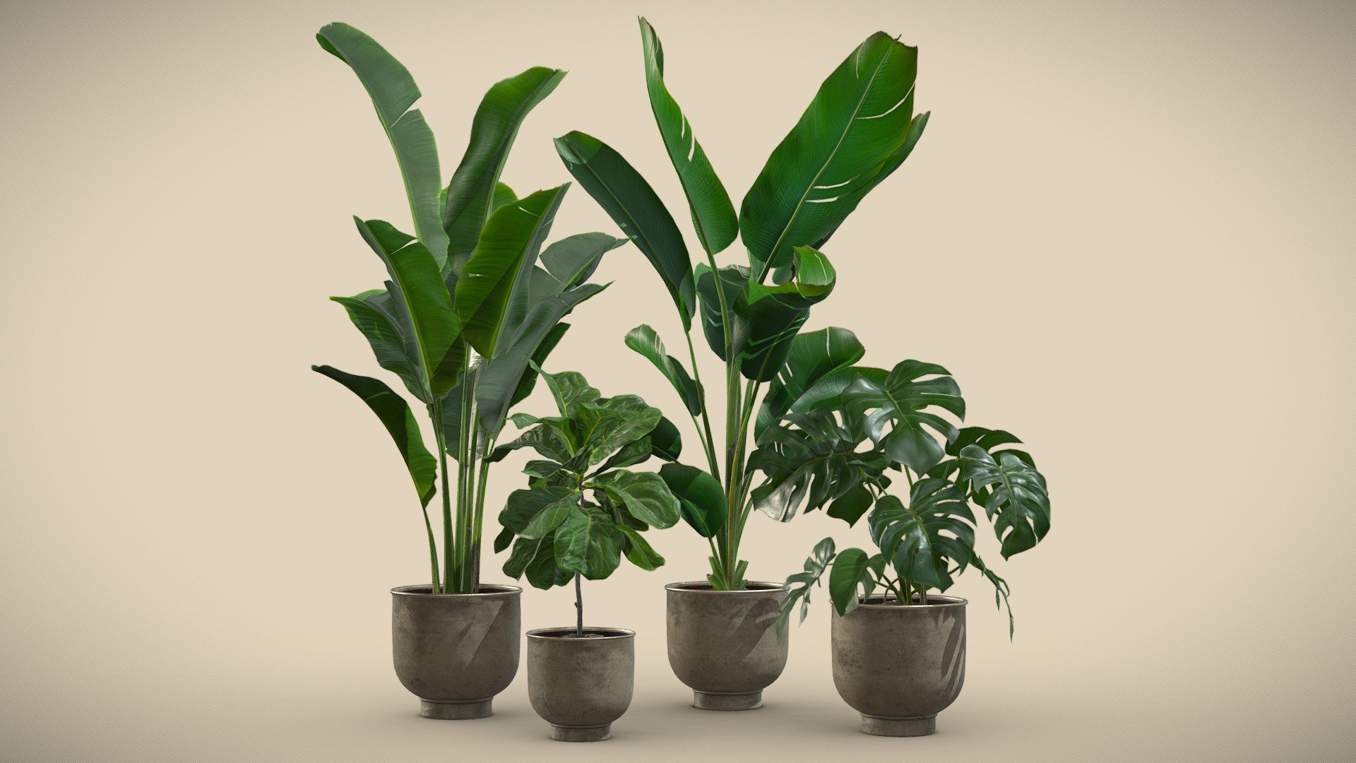 Indoor Plants Pack 23

This selection of indoor exotic plants will provide a nice touch to your interior renders. 




Monstera Deliciosa

Ficus Lyrata

Strelitzia Reginae

Strelitzia Nicolai

4k Textures




Vertices  33 582

Polygons  30 952

Triangles 61 041
 - Indoor Plants Pack 23 - Buy Royalty Free 3D model by AllQuad 3d model