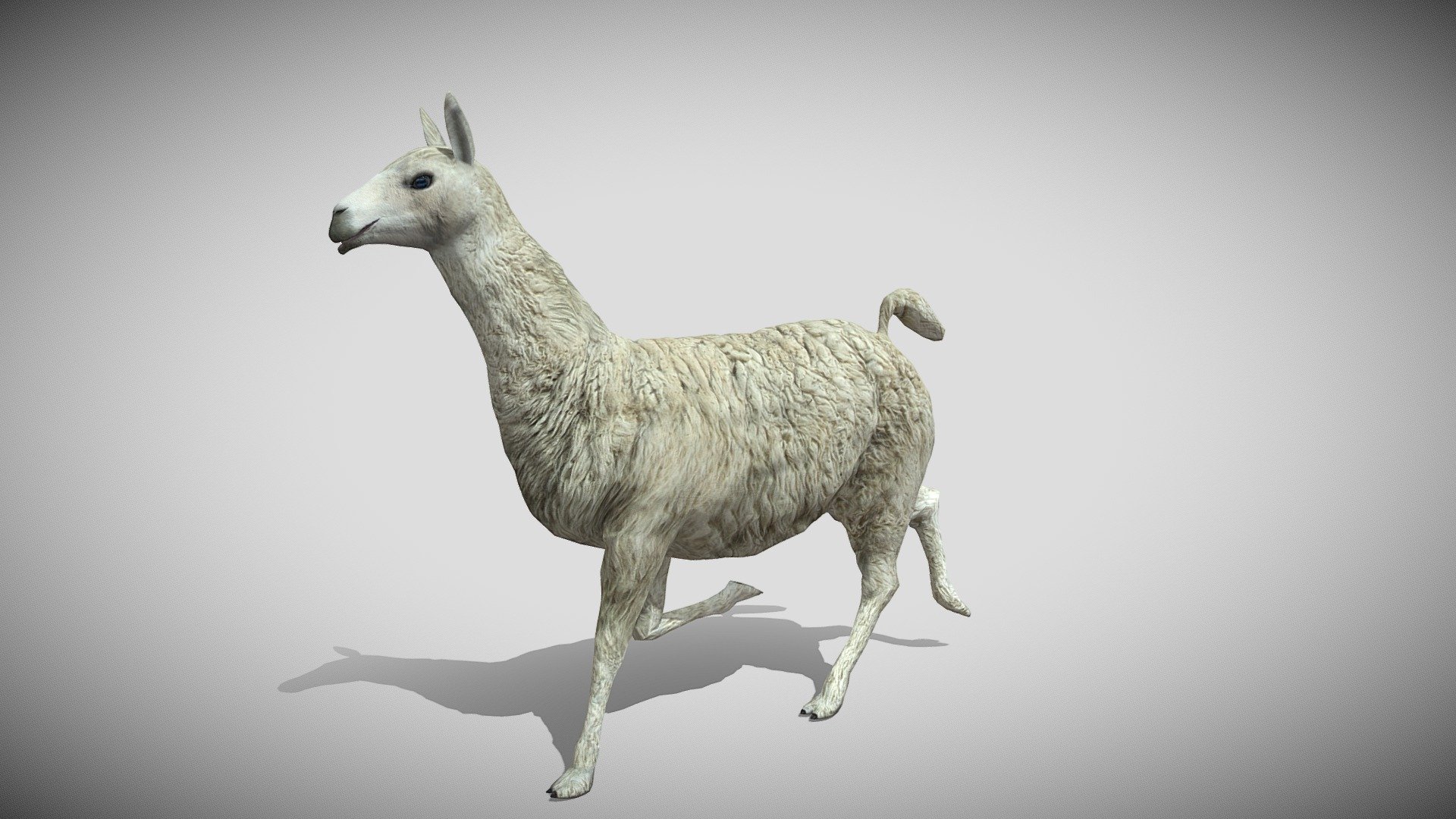 This is a realistic 3d Llama with PBR textures and 24 different animations, with most of the animations you might need in a game. Only 5690 triangles 3d model
