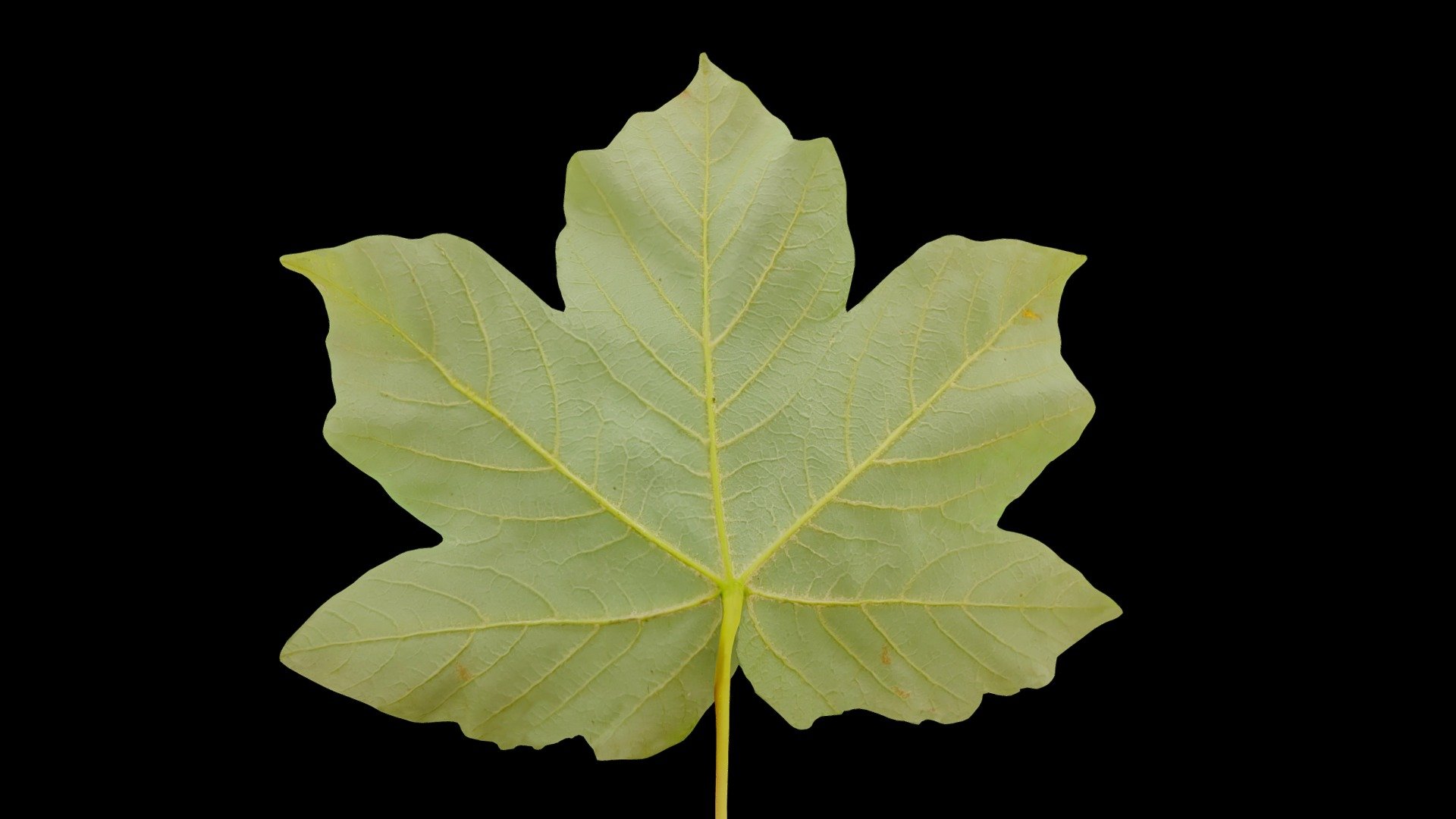 Simple maple Leaf scanned for practice

Feel free to use it as you want

made with Metashape, blender and substance painter
Photos taken with a “Pixel 6 pro”




If you have any questions, contact me.

 
 

 - Maple Leaf - Download Free 3D model by Zacxophone 3d model
