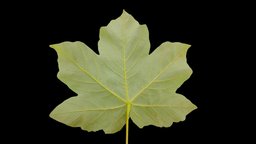 Maple Leaf tree, plant, forest, plants, maple, leaf, vegetation, nature, asset, scan, free, noai