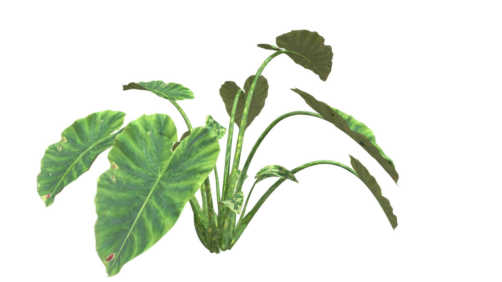 A realistic 3D model of the Elephant Ear plant. Mapped and textured with high poly count 3d model
